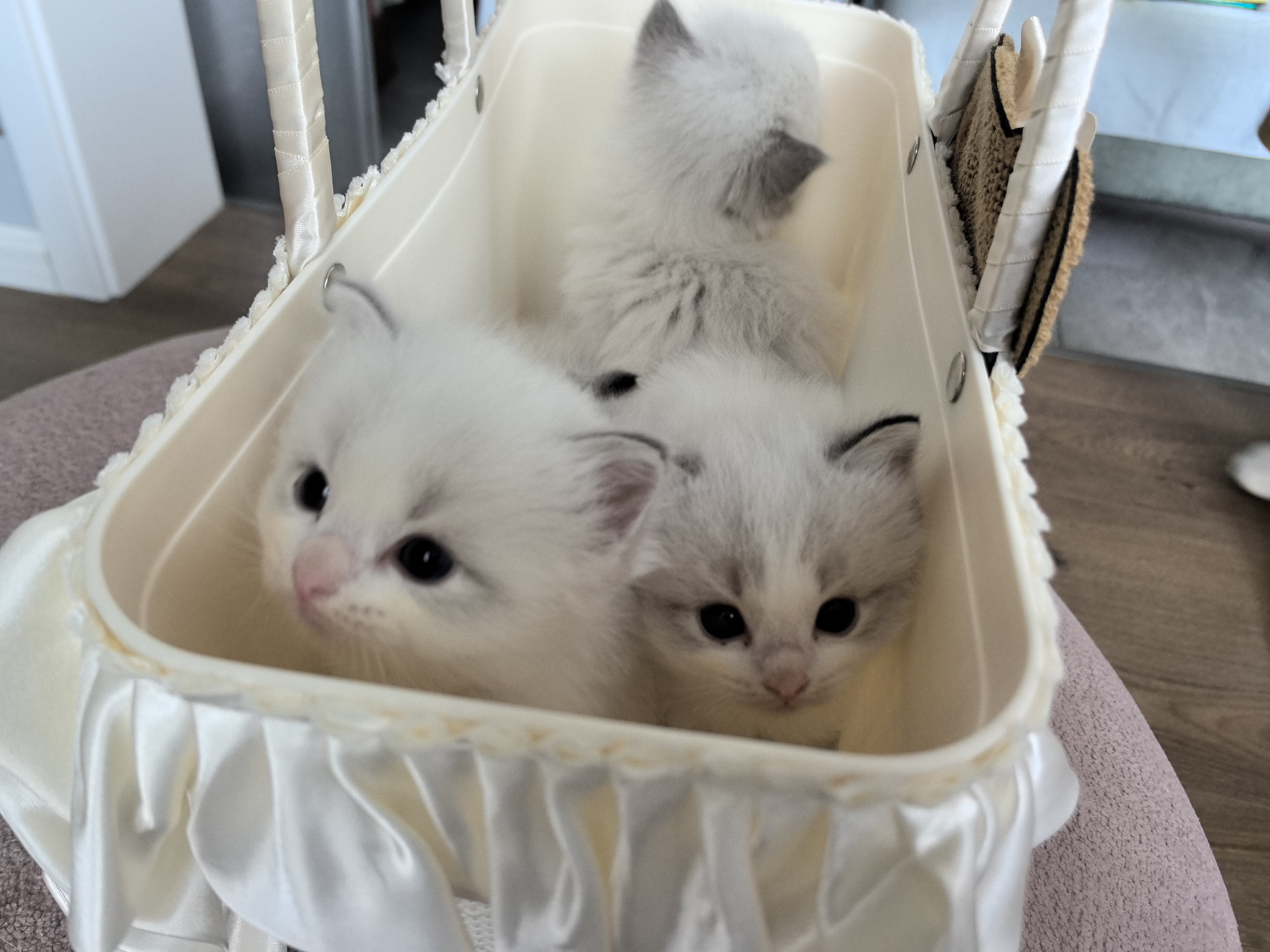 布偶猫